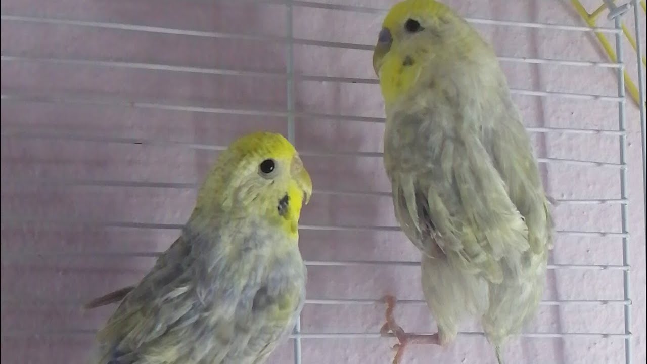 Yeni Kuşumuz Geldi😍 ve Tüy Sorunlu Rainbow Kuşlarımıza Tedaviye Başladık🌈