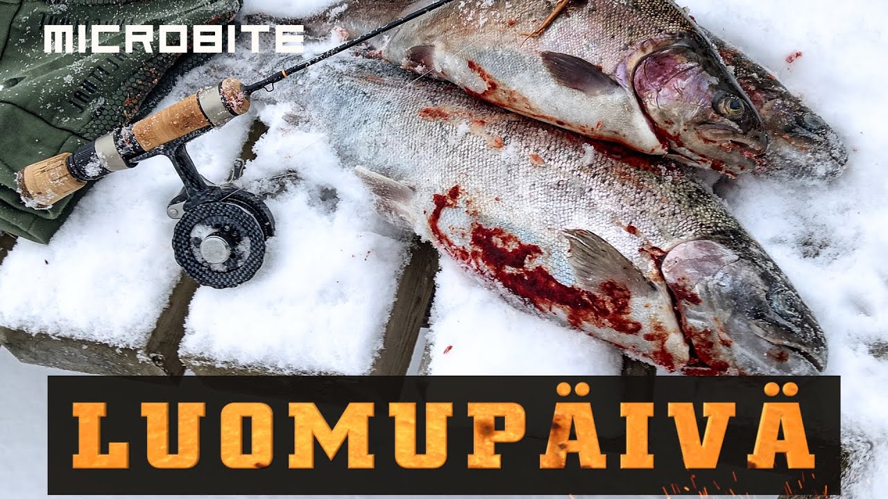 Kirjolohelle kelpaa luomut  / Hyvä päivä Palokilla