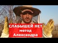 ЭФФЕКТИВНЫЙ МЕТОД ИСПРАВЛЕНИЯ СЛАБЫХ СЕМЕЙ ПЧЁЛ/МЕТОД АЛЕКСАНДРА