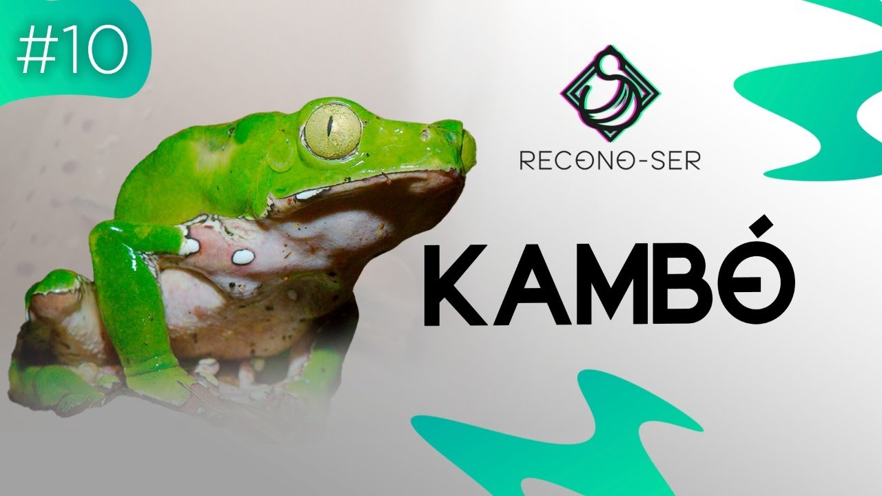 Kambó el VENENO de una RANA como MEDICINA de SANACIÓN | Recono-Ser ...