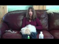 Grooming a Coton de Tulear Puppy の動画、YouTube動画。