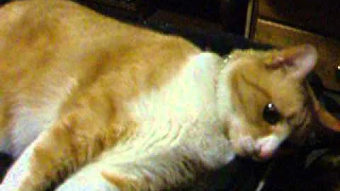 Cara Mia The Cat:  My Bag not Yours!