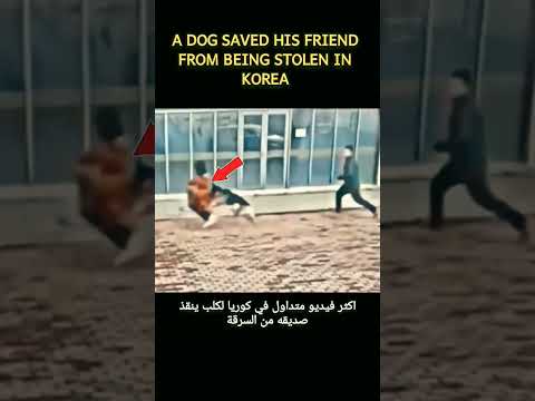 اكثر فيديو متداول بكوريا لكلب ينقذ صاحبه من السرقة انظروا