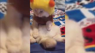 НУ ОЧЕНЬ СМЕШНЫЕ КОШКИ НУ ОЧЕНЬ СМЕШНЫЕ КОШКИ