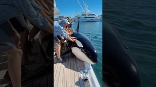 Whale Release Back Into The Water