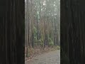 Forest area