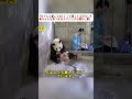 「ちゃんと返してね!」って言ってるみたい? 赤ちゃんを見つめるママパンダの切ない目! #パンダの母性 #レッサーパンダの赤ちゃん #動物の感動シーン #飼育員さんの努力 #癒しの動物動画