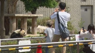 神戸の動物園営業再開 パンダのタンタン返還間近