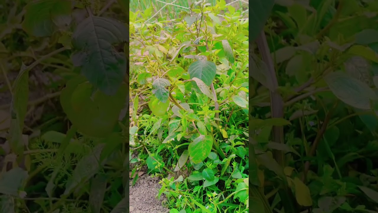 Nandan Kumar ❤️❤️ new video instagram trending videos