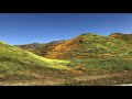 2019 Superbloom from car