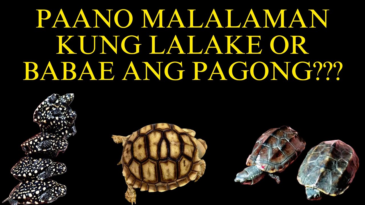 paano-malalaman-kung-babae-o-lalake-ang-pagong-turtles-tortoise