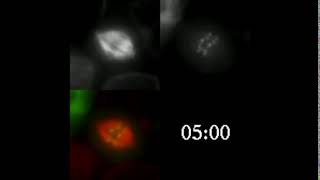 KNL1 MT-binding deletion mutant is delayed in metaphase