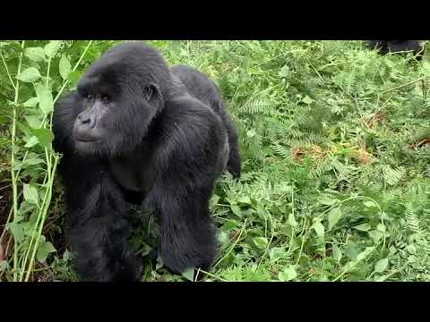 Experience with Mountain Gorillas at Rwanda's Volcanoes National Park