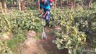 Pubert W4 - Weeding