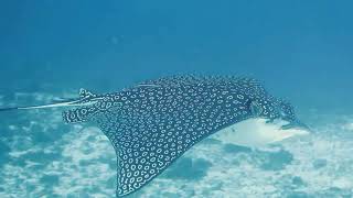 The best sightings of eagle rays are in cozumel