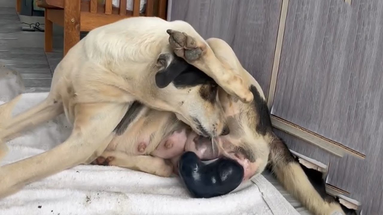 Tears Fall as a Stray Mother Dog Welcomes Puppies in a Place of Love ...