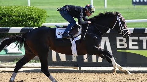 Geo Sette and his Belmont Stakes Deep Dive