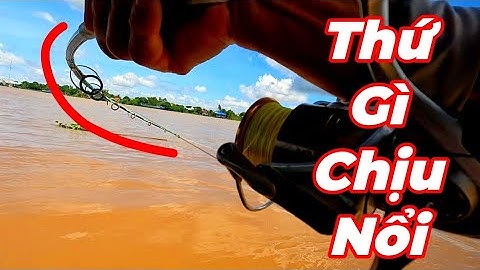 Câu Cá Vồ Đém Mùa Nước Nổi #19 || Vô Bầy Cá Ăn Đóng Hông Kịp Thở .