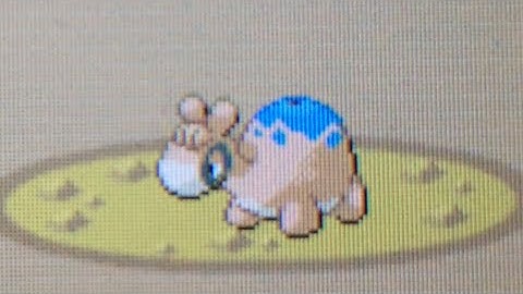 [ISHC #17] LIVE! Shiny Numel after 4,008 REs in Ruby!! (Phase 2)