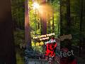 Fast Cutting logging in forest #logging #lumberjack #treeclimber #chainsaw #wood #stihl #husqvarna