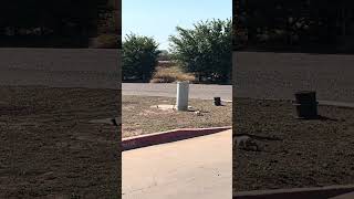 The great Prairie Dogs of Lubbock, Texas
