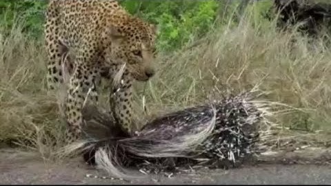 leopard attack on porcupine//animal videos,