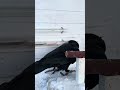 воронгоша Raven Ravengosha Animal Ravenbird Birds Nature