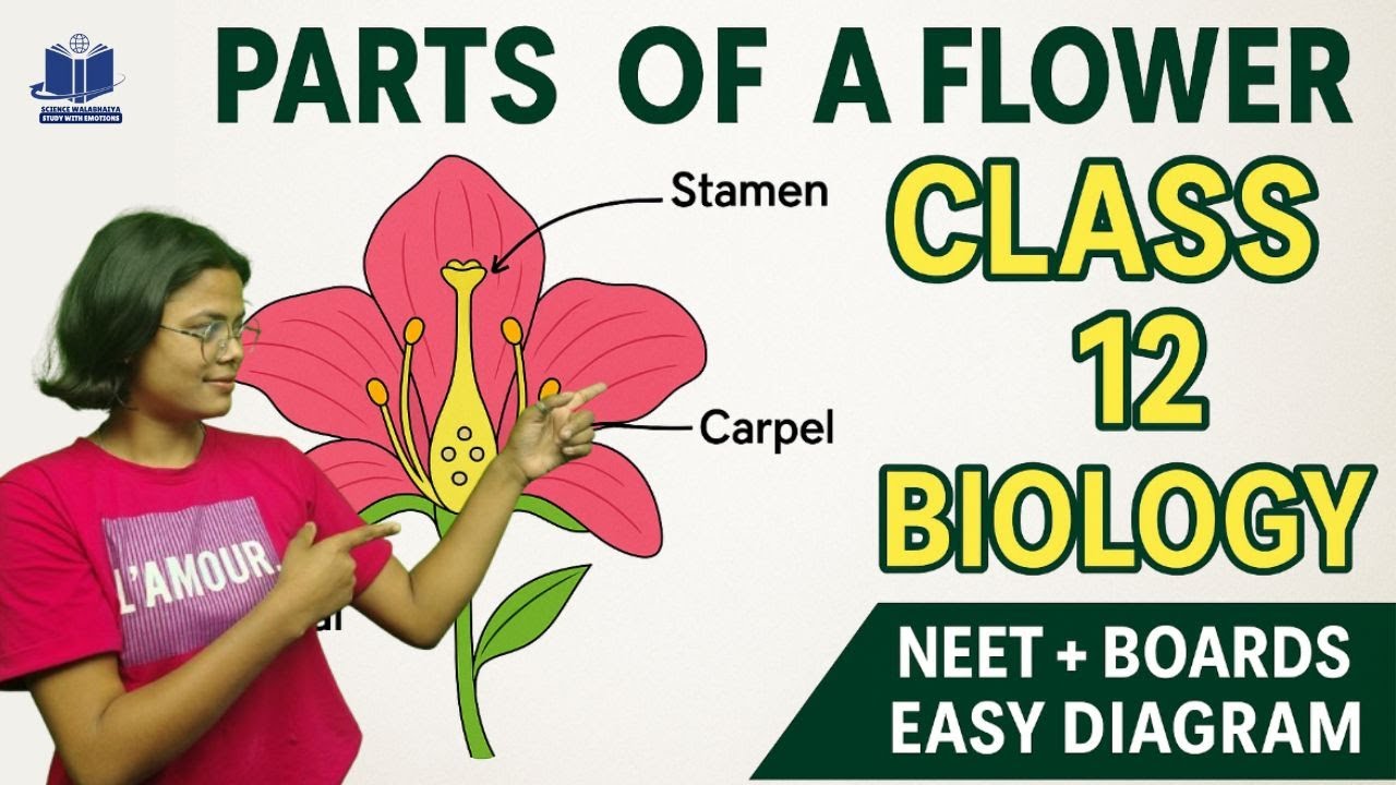 Parts of a Flower | Class 12 Biology Chapter | Easy Explanation with Diagram
