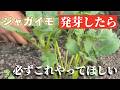 【じゃがいも】芽が発芽したらこれだけはやってください！