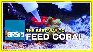 Week 39: Feeding corals  -  Do the claims meet expectations? | 52 Weeks of Reefing