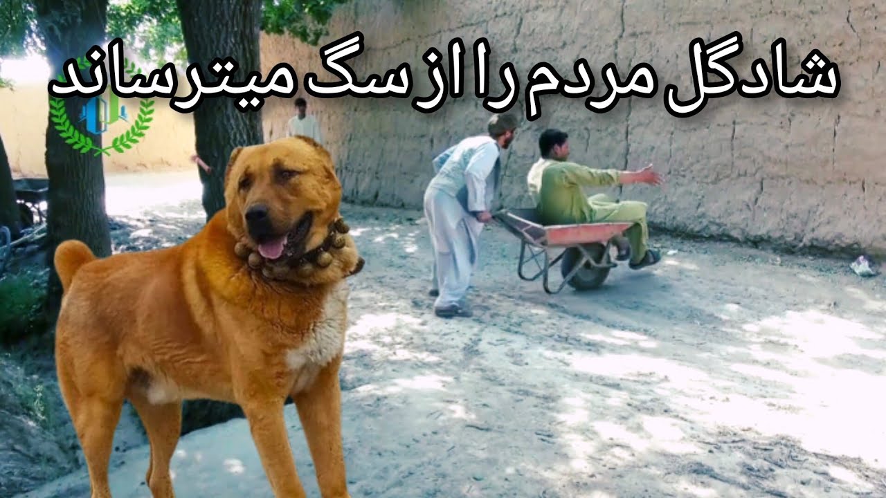 شادگل مردم از سگ میترساند