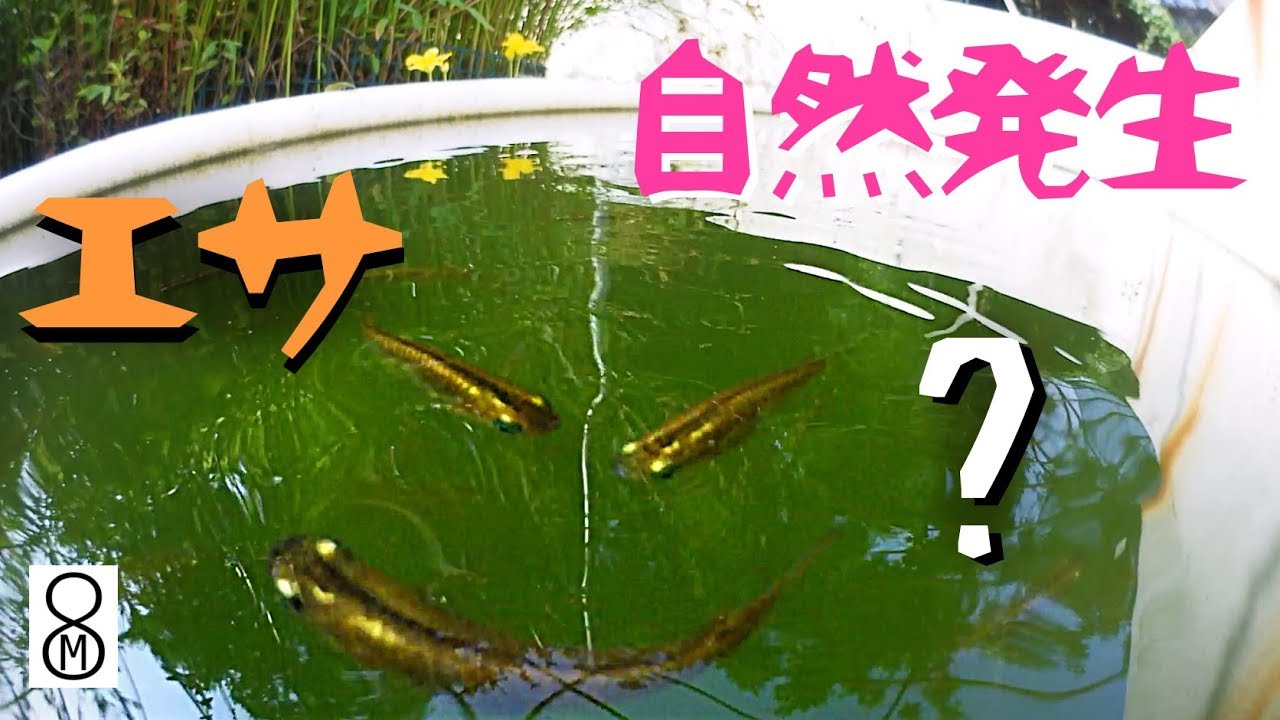 これを入れるとメダカの稚魚のエサが自然発生する Youtube