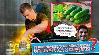 Как получить урожай огурцов раньше на 2 недели? Отличный работающий способ!