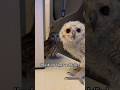 Just A Bibib Story вќ пёЏ Cutevideos Animals Pets Cute Videolucu Funnyvideos Funny Just A Bibib Story вќ пёЏ Cutevideos Animals Pets Cute Videolucu Funnyvideos Funny