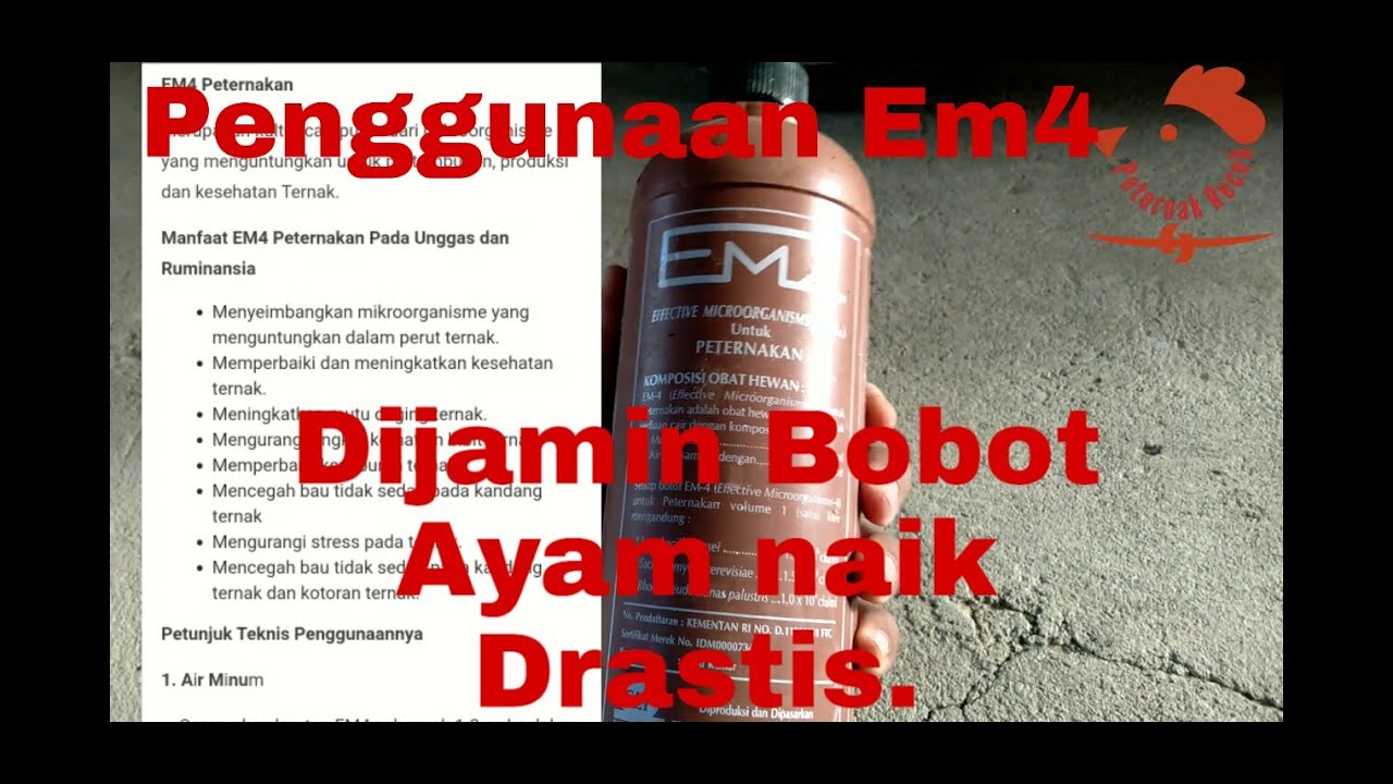 Fungsi dan kegunaan EM4 PETERNAKAN pada Ayam 