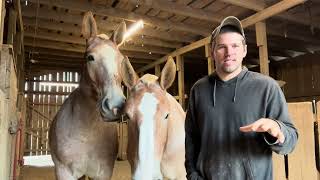 I Took an ax Handle to my Horse. How Ruin your horse