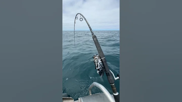 "Melbourne Madness: 3-Way Kingfish Frenzy! 🎣🌊 #MattCini #FishingFun" #fishingadventure #kingfish
