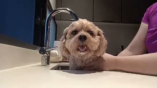 Washing Hoffman’s Legs #dog #viral #cute