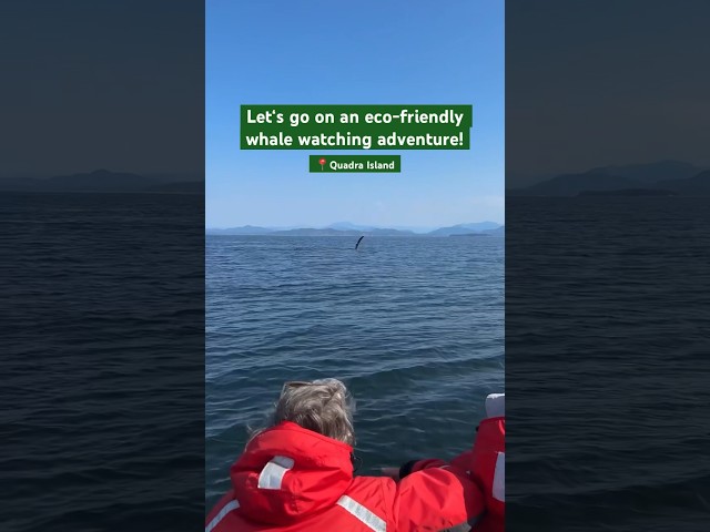 Whale Watching off Quadra Island, BC