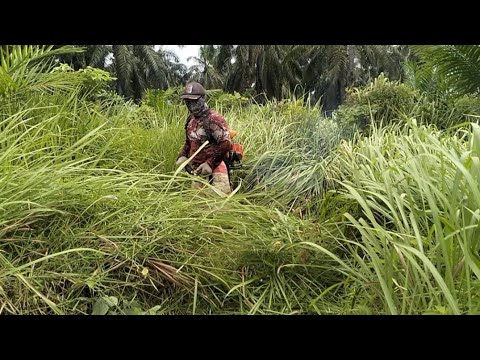 #rumput super semak, #babat habis, #super kandas