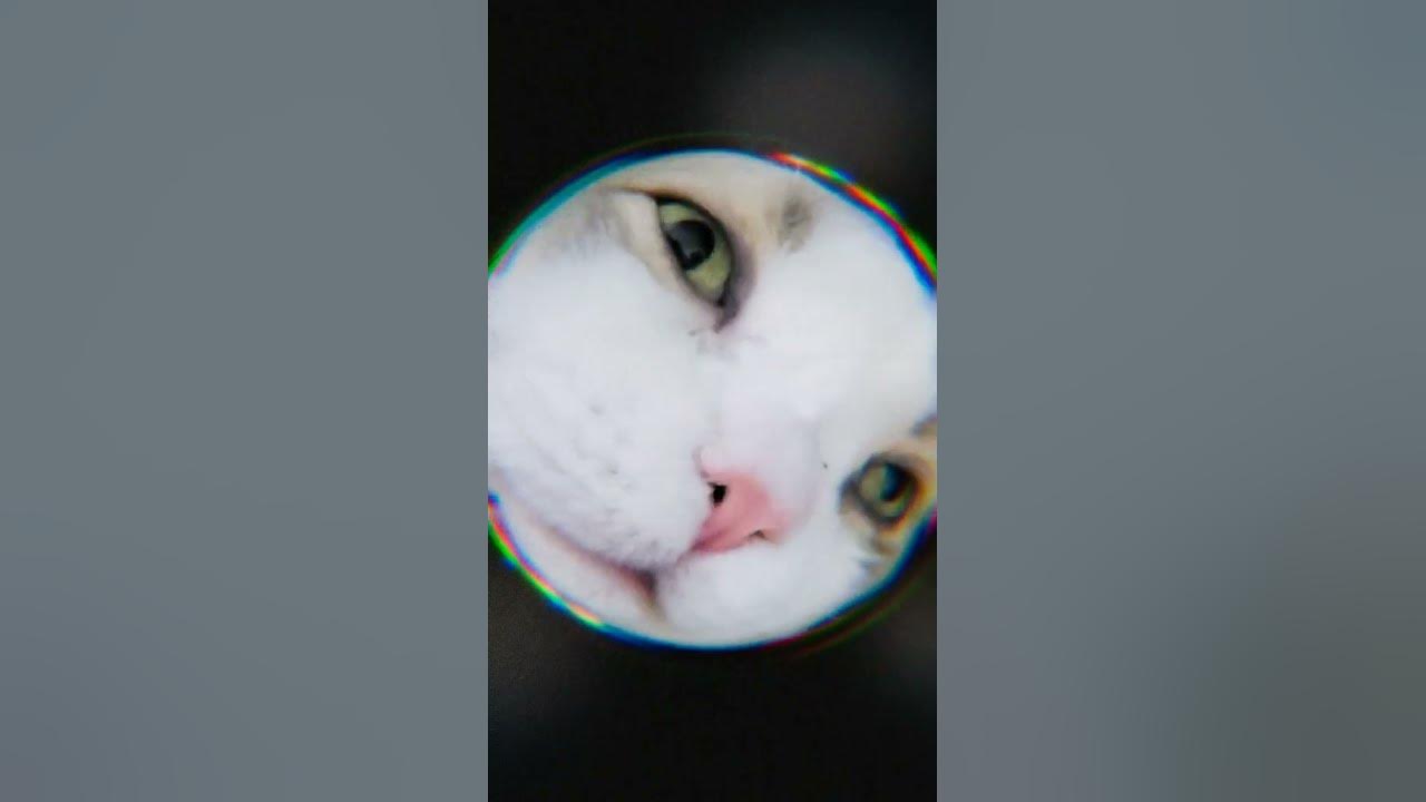 котик - YouTube
