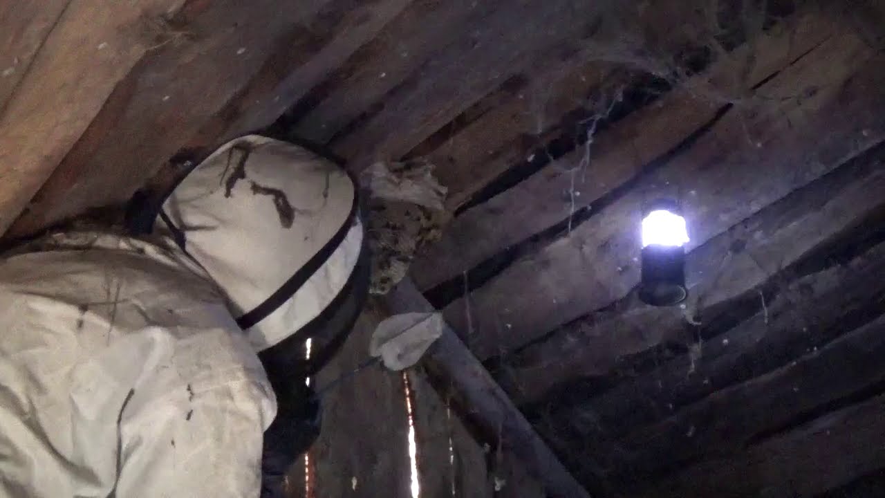 Шершни на Чердаке? Как Уничтожить Шершней Под Крышей Дома? Знаете?