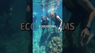 Oyster Reefs Boost Carbon Storage & Marine Life