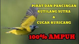 SUARA PIKAT BURUNG KUTILANG SUTRA AMPUH GACOR UNTUK BURUNG CUCAK KURICANG