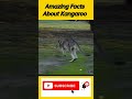 Amazing Facts About Kangaroo.... #shorts ..#kangaroo ...#youtubeshorts .... #viral