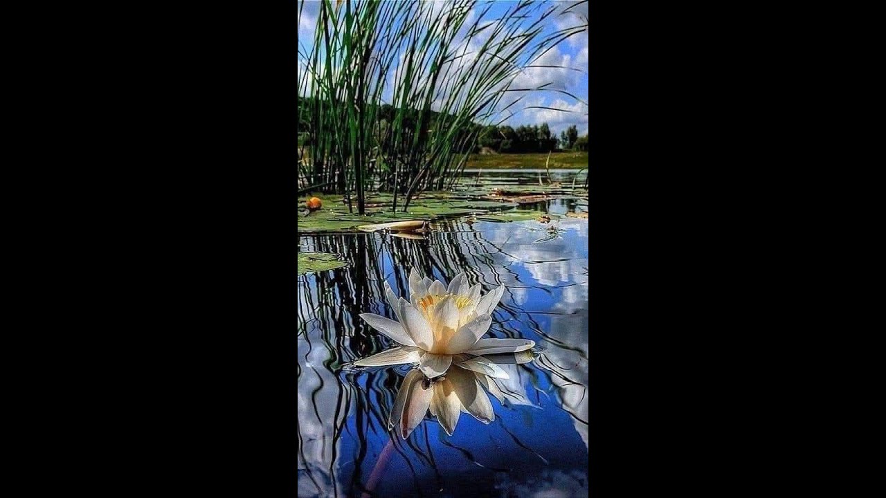 Tu ești vrednic Domnul meu - Negativ