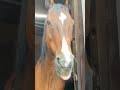 アツい視線からのペロペロアピール #サチモ #さっちゃん #引退馬