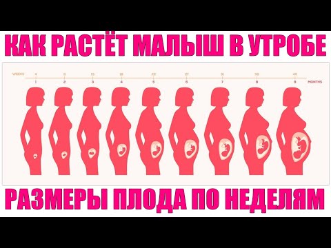 РАЗМЕРЫ ПЛОДА ПО НЕДЕЛЯМ БЕРЕМЕННОСТИ | Вес плода с 1 по 40 недели беременности