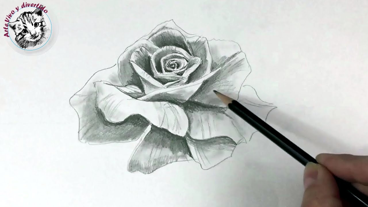 How to Draw a Realistic Rose with Just One Pencil (Spanish Narrated) -  thptnganamst.edu.vn