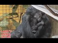 Baby gorilla  jameelas first days in cleveland no 2    gorillas